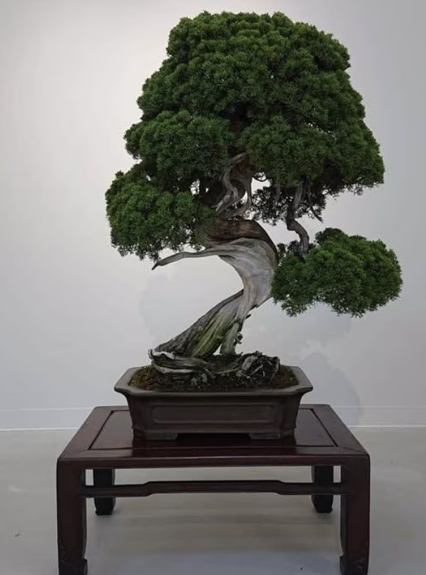 bonsai stolen
